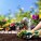 GARDENING